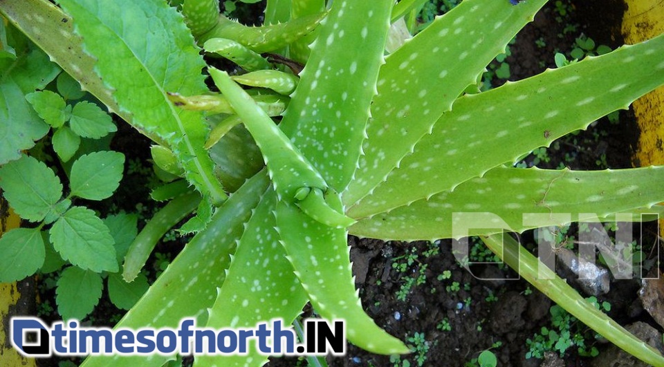 ALOE VERA THE MAGICAL HERB