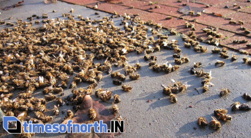 HONEY BEES DYING DUE TO RISE OF THE TEMPERATURE AT MALDA