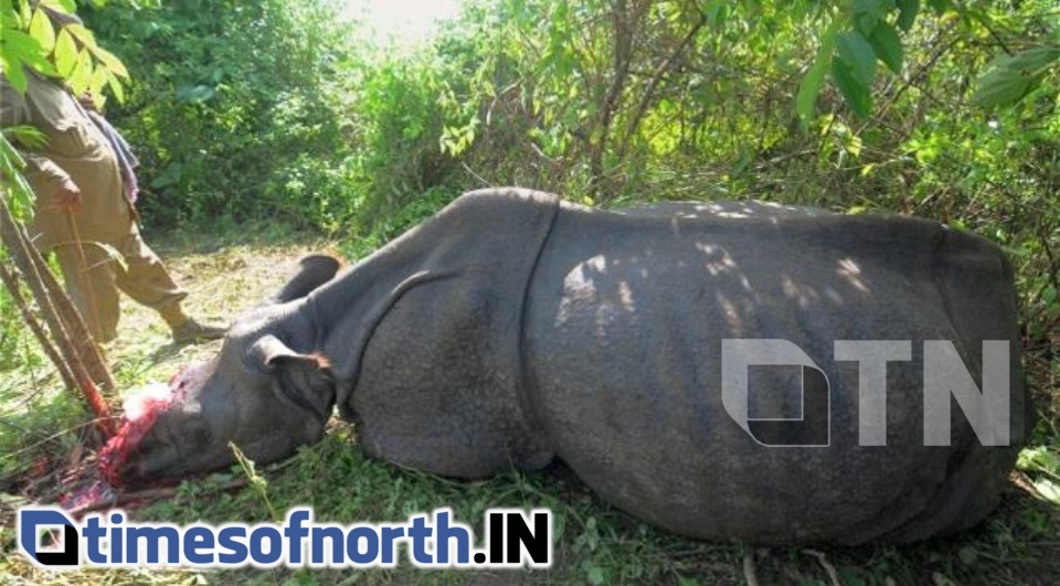 POACHING CONTINUES IN KAZIRANGA FOREST OF ASSAM: RHINO KILLED FOR HORN