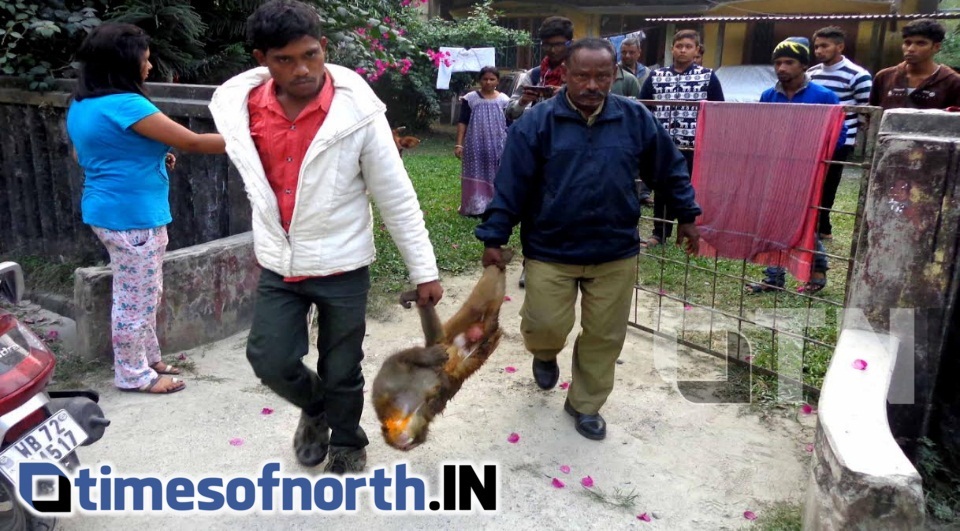 INJURED MONKEY RECOVERED FROM BANARHAT