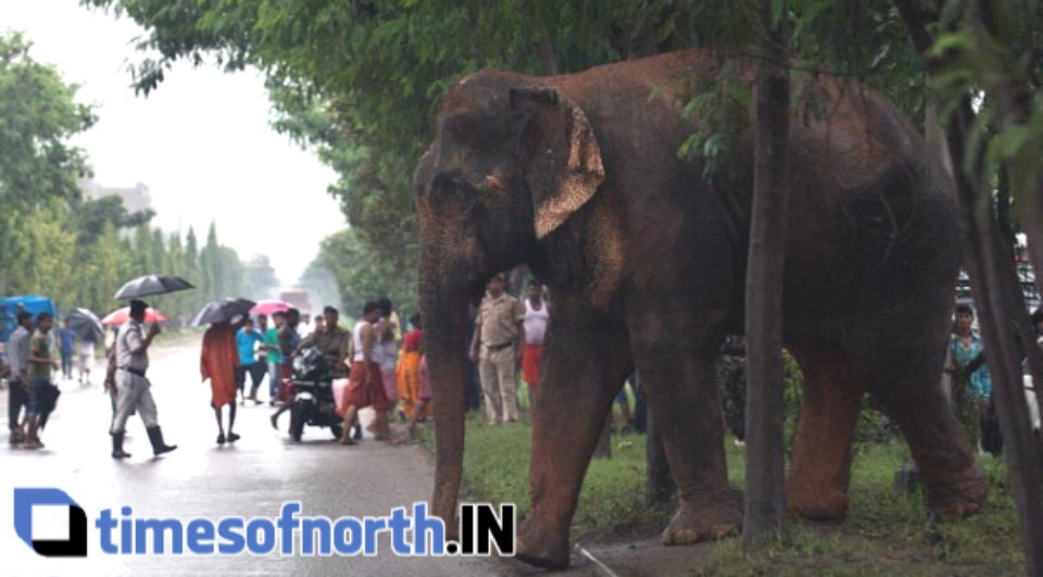 WILD ELEPHANT IN GUWAHATI STREETS