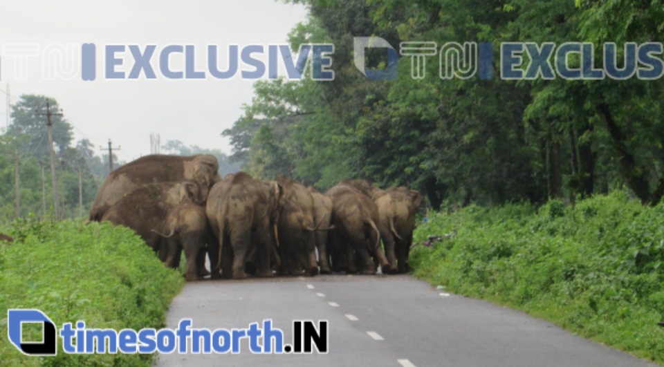 ELEPHANTS JAM ROAD AND HALTS LIFE AT BANARHAT