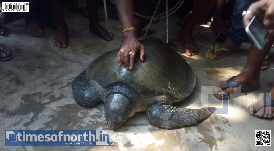 Giant Turtle Rescued at Baranagar of Kolkata Today