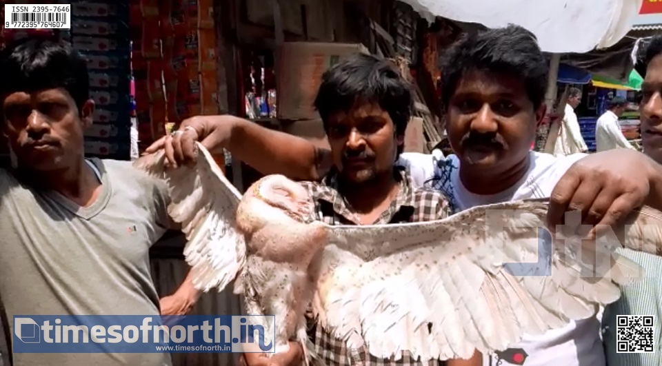 Goddess Lakshmi’s ‘Holy Owl’ Rescued at Dhupguri Fish Bazar [VIDEO]