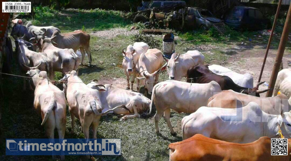 Two Arrested By Dinhata Police in a Cow Trafficking Case