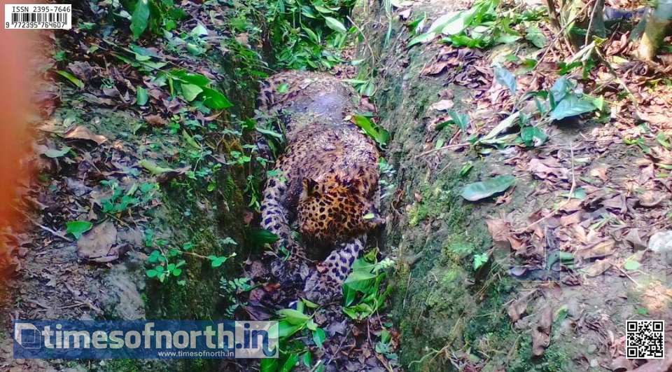 Leopard’s Dead Body Found at Washabarie Tea Garden of Malbazar