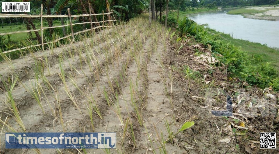 Special Grass Planted in Riverbeds to Stop River Erosion at Deogaon Falakata