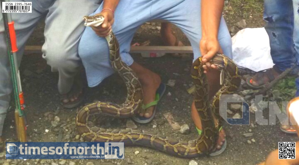 Snakes Galore at Falakata Today, Python and Venomous Snakes Rescued in a Day