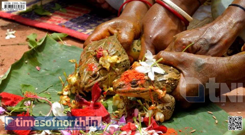 Frog Marriage at Mekhliganj For Appeasing Rain Gods [VIDEO]