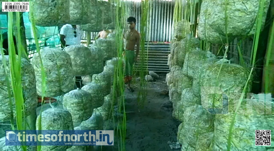 Mushroom Farming is Showing New Direction for Self Dependence to the Mekhliganj Youths [VIDEO]