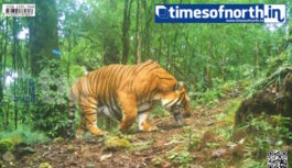 Giant Royal Bengal Tiger Captured at Neora Valley of North Bengal