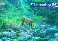 Royal Bengal Tigers Spotted Again in Buxa Jungle