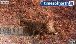 Rare Encounter: Leopard Cub Roam Free Inside SSB Camp in Malbazar